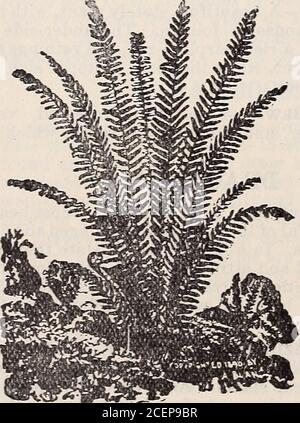 . 18e catalogue annuel de Germain Seed and Plant Co. Fern ball.—dormant. Banque D'Images