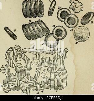 . L'alimentation des animaux. Rouge vif (138) UTILISATION DE L'ALIMENT DIGÉRÉ 139 couleur. Le liquide dans lequel ils sont suspendus est calledle plasma. 200. Les globules sanguins (Fig. 6).—les corpusclesne sont pas de simples masses de matière non formée, mais ils sont des corps aréces ayant une forme et une structure définies. Le théymare représente de 35 à 40 % du sang et plus de 30 % de la matière sèche. Thisdry matière con-sists la plupart du temps ofhémoglobine, acompp thatis propre à thesang et équisit pour l'un des plus importantoffices. L'hémo-globune, lorsqu'elle est fragrée en l'absence d'oxy-gen, est composée de Banque D'Images