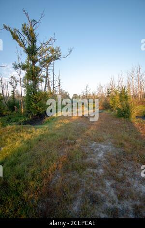 Photo à couper le souffle d'une forêt de lande dans l'est de la Frise Banque D'Images