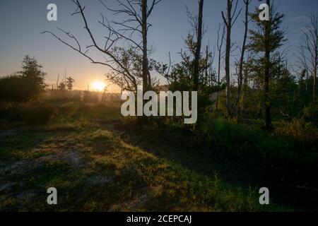 Photo à couper le souffle d'une forêt de lande dans l'est de la Frise Banque D'Images