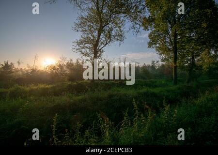 Photo à couper le souffle d'une forêt de lande dans l'est de la Frise Banque D'Images