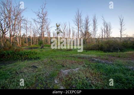 Photo à couper le souffle d'une forêt de lande dans l'est de la Frise Banque D'Images