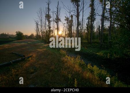 Photo à couper le souffle d'une forêt de lande dans l'est de la Frise Banque D'Images