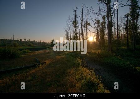 Photo à couper le souffle d'une forêt de lande dans l'est de la Frise Banque D'Images