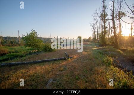 Photo à couper le souffle d'une forêt de lande dans l'est de la Frise Banque D'Images