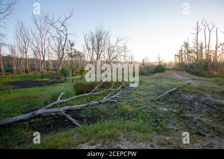 Photo à couper le souffle d'une forêt de lande dans l'est de la Frise Banque D'Images