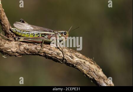 Une femelle rare de gros marais, Stethophyma grossum, reposant sur une branche. Banque D'Images