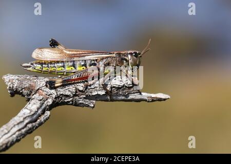Une femelle rare de gros marais, Stethophyma grossum, reposant sur une branche. Banque D'Images