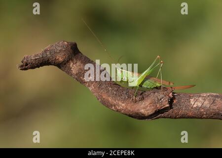 Un Cricket Conehead à longues ailes, Conocephalus discolor, reposant sur une branche. Banque D'Images