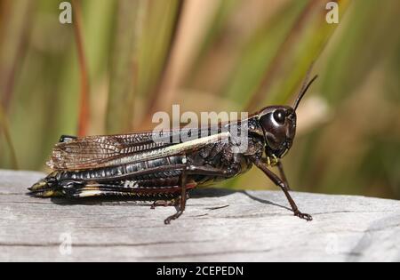 Une femelle rare de gros marais, Stethophyma grossum, se reposant sur une bûche dans une tourbière. Banque D'Images