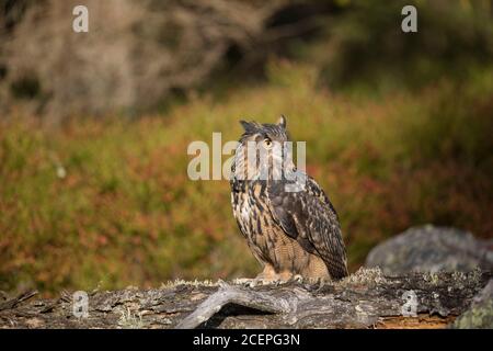 Uhu, Bubo Bubo, hibou de l'aigle eurasien Banque D'Images