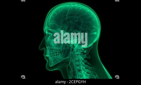 Anatomie du système nerveux du corps humain Banque D'Images