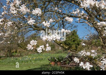 Arbre de Magnolia à feuilles caduques à fleurs printanières (Magnolia x loebneri 'Merrill') en pleine croissance dans un jardin de campagne à Rural Devon, Angleterre, Royaume-Uni Banque D'Images