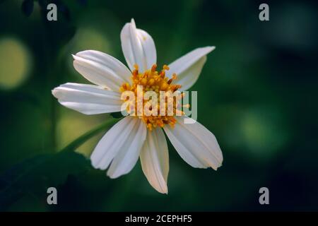 Gros plan d'une Marguerite d'œnox sous la lumière du soleil Banque D'Images