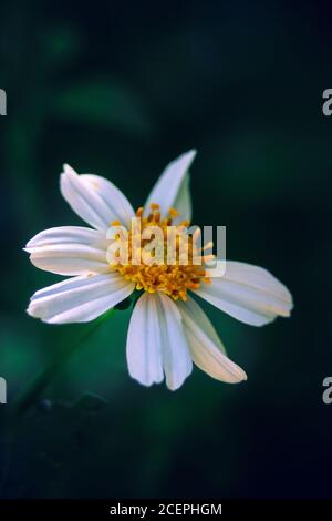 Gros plan d'une Marguerite d'œnox sous la lumière du soleil Banque D'Images