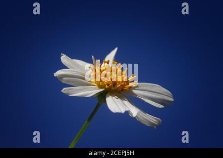 Gros plan d'une Marguerite d'œnox sous la lumière du soleil Banque D'Images