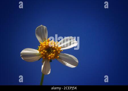 Gros plan d'une Marguerite d'œnox sous la lumière du soleil Banque D'Images