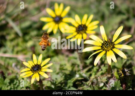Abeille en vol loin d'une fleur, gros plan Banque D'Images