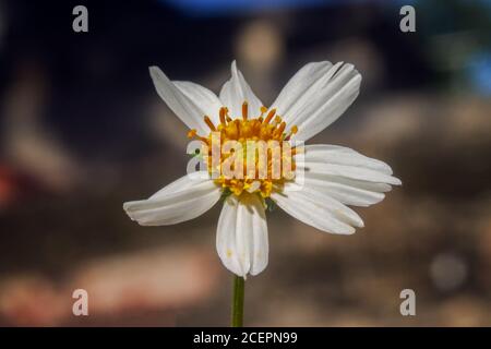 Gros plan d'une Marguerite d'œnox sous la lumière du soleil Banque D'Images