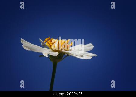 Gros plan d'une Marguerite d'œnox sous la lumière du soleil Banque D'Images