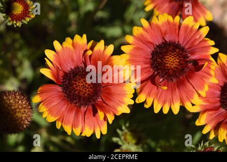 Fleurs ornementales orange et jaunes de Gaillardia x grandiflora communément appelé Blanketflowers. Un hybride dans la famille des Asteraceae Banque D'Images