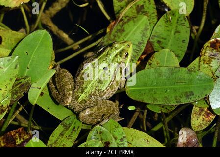 Grenouille européenne commune, Grenouille verte, Grenouille de bassin ou Grenouille comestible, Pélophylax kl. Esculenta aka Rana esculenta dans l'étang de jardin Banque D'Images