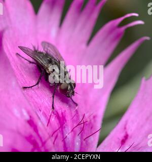 Mouche domestique, Musca domestica, sur une fleur de Dianthus rose à plumes Banque D'Images