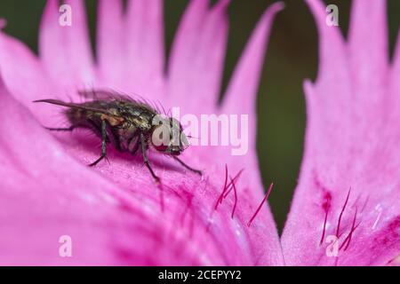 Mouche domestique, Musca domestica, sur une fleur de Dianthus rose à plumes Banque D'Images