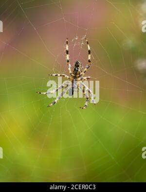 Garden Spider, Araneus diadematus, sur la proie de la web mangeant. Clackmannanshire, Écosse. Banque D'Images