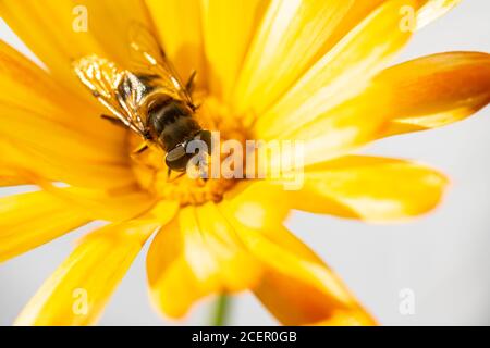 Calendula 'Nova' - Pot Marigold Banque D'Images