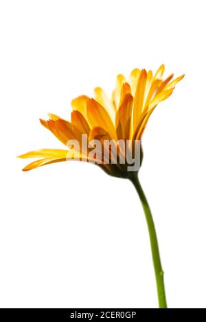 Calendula 'Nova' - Pot Marigold Banque D'Images