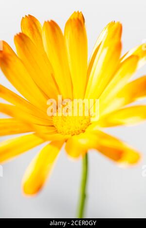 Calendula 'Nova' - Pot Marigold Banque D'Images