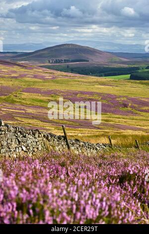 Heather Moor dans les collines de Lammermuir. Vue vers le sud vers Dirrington Great Law, Scottish Borders, Écosse. Banque D'Images