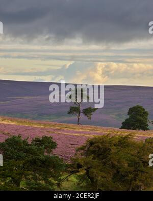 Arbres sur la lande de bruyères, Lammermuir Hills, East Lothian, Écosse Banque D'Images