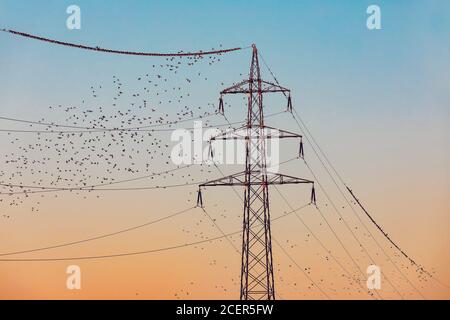 troupeau d'oiseaux en vedette reposant sur les fils électriques le soir. Europe, République Tchèque faune Banque D'Images