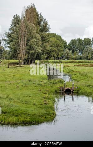 Paysage agricole nostalgique de polder dans la nature et la zone de loisirs de Groenezoom près de Berkel, aux pays-Bas, avec des prairies herbeuses, des arbres et des fossés Banque D'Images