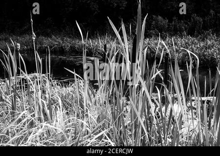 Des rushes de taureau colonisant le canal de Pocklington, Bielby, North Yorkshire, Royaume-Uni Banque D'Images