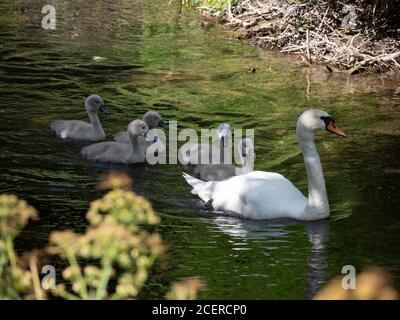 Cygne blanc adulte avec 5 cygnets à Allen River, Wimborne , Dorset Banque D'Images