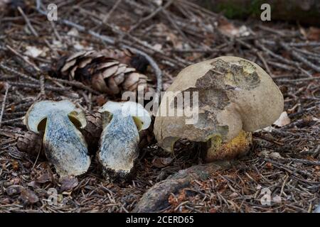 Champignon non comestible Caloboletus calopus croissant dans les aiguilles de la forêt d'épinette. Aussi connu comme le bolete de hêtre amer ou le bolete de scarlet-stemed. Banque D'Images