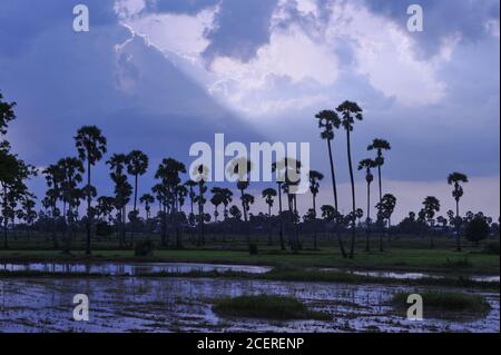 Paysage cambodgien, coucher de soleil sur les palmiers à sucre et les rizières, province de Kampong Cham, Cambodge. © Kraig Lieb Banque D'Images