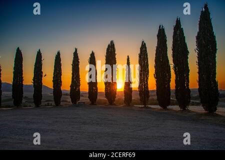 À San Quirico d'Orcia - Italie - le 2020 août - rangée de cyprès dans la campagne toscane au coucher du soleil Banque D'Images