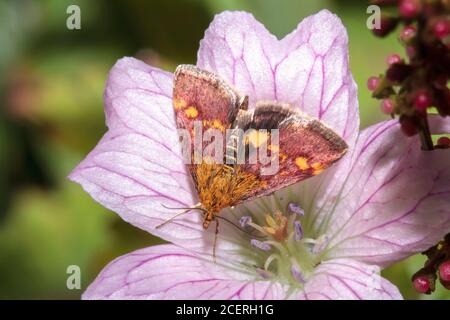 Moth de menthe (pyrausta aurata) Sussex Garden, Royaume-Uni Banque D'Images