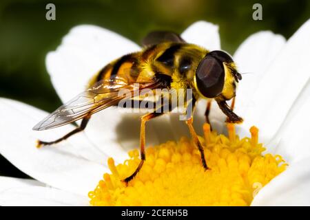 Myathropa florea aéroglisseur, Sussex Garden, Royaume-Uni Banque D'Images