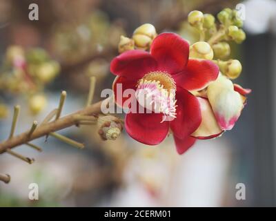 Shorea robusta, Dipterocarpaceae, Couroupita guianensis Aubl., Sal fleurant dans le jardin sur fond de nature floue Banque D'Images