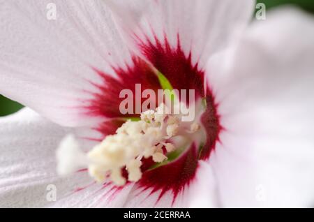 Hibiscus laevis, connu sous le nom de rosemallow à feuilles de Halberd, fleur vivace herbacée aux pétales blanc-crème et rouge foncé, Allemagne, Europe occidentale Banque D'Images