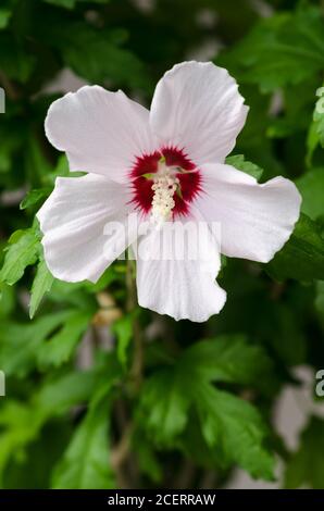 Hibiscus laevis, connu sous le nom de rosemallow à feuilles de Halberd, fleur vivace herbacée aux pétales blanc-crème et rouge foncé, Allemagne, Europe occidentale Banque D'Images