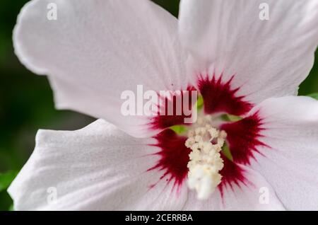 Hibiscus laevis, connu sous le nom de rosemallow à feuilles de Halberd, fleur vivace herbacée aux pétales blanc-crème et rouge foncé, Allemagne, Europe occidentale Banque D'Images