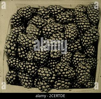 . Horticulture; un livre de texte pour les écoles secondaires et les normales, y compris la propagation des plantes; l'élevage des plantes; le jardinage; orcharding; la culture des petits fruits; la sylviculture; l'embellissement des terres de la maison; les sols et les ennemis impliqués. Figure 186.—le rathburn blackberry est une ancienne variété standard qui est encore très populaire. (2) les mûres à grappes courtes sont portées sur des plantes plus petites et plus faibles, avec des cannes verdâtres, moins épineuses que les précédentes. Les grappes de baies sont courtes et sans feuilles. Les baies sont 260 BUSH FRUITS DANS LA MAISON JARDIN globose, quelques dans un cluster. Les lobes des baies sont irréguliers Banque D'Images