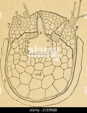 . Elementos de botánica, conformes al proggrama de la Universidad Mayor de la República entresacados de Mayer, Sachs, Van Tieghem, Lanessan. 2. ed. corr. y aumentada por varios amantes de la ciencia, bajo la dirección del recopilador. ES PROPIEDAD DEL EDITOR FANERÓGAMAS 671 ,GRUPO IV FANERÓGAMAS Caracteres generales — Las Fanerógamas son plantas quetienen muchos puntos de contento con las Criptógamas vas-. Figure 258.—Germinación de un macrosporo de Selaginella martensii. Cortelonglengly mostrando el protalo p,p, y el tejido nutritivo ó endos-perma encl; a, un arquégo joven y dos embriones d Banque D'Images