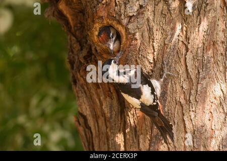 Pic syrien (Dendrocopos syriacus) dans son nid nourrissant un jeune oiseau en couvoir, le pic syrien est un oiseau reproducteur résident du Sud Banque D'Images